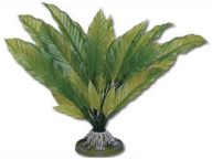 Rostlina Amazon
