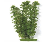 Rostlina Ambulia