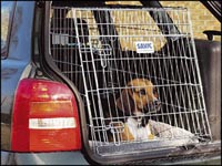 Klec Dog Residence mobil 91x61x71cm