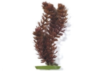 Rostlina Foxtail