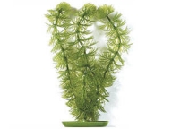 Rostlina Hornwort