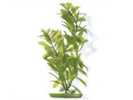 Rostlina Hygrophila