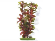 Rostlina Red Ludwigia