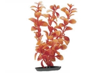 Rostlina Red Ludwigia oranžová