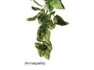 Rostlina plast Amapallo