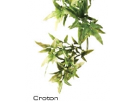 Rostlina plast Croton