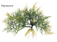 Rostlina plovoucí Fanwort
