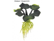 Rostlina plovoucí Water Hyacinth