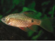 Parmička nádherná (Barbus conchonius)