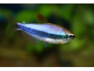 Tetra královská (Inpaichthys kerri)