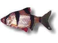 Parmi�ka �ty�pruh� (Puntius tetrazona)