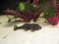 Krun��ovec skvrnit� (Ancistrus cirrhosus)