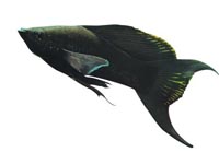Black molla (Poecilia sphenops)