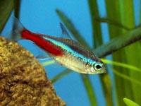 Neonka obecn� (Paracheirodon innesi)