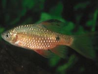 Parmi�ka n�dhern� (Barbus conchonius)