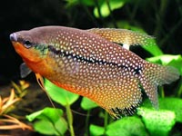 �ichavec perle�ov� (Trichogaster leeri)