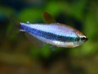 Tetra kr�lovsk� (Inpaichthys kerri)