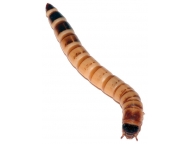 Zophobas morio