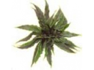 Earth Star Tillandsia