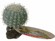 Mexican Pincushion Cactus 8cm