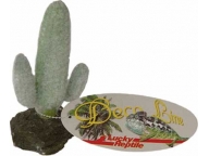 Mexican Saguaro Cactus 12cm
