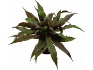 Earth Star Tillandsia 15cm