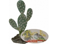 Beavertail Cactus 19cm