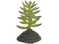 Fat Plant Succulent 14cm