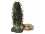 Madagaskar Palm Cactus 22cm