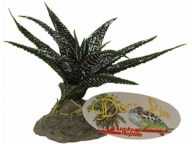 Star Succulent 15cm