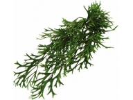 Rohová kapradina 50cm