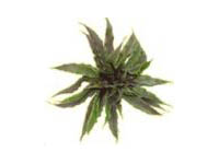 Earth Star Tillandsia