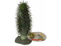 Madagaskar Palm Cactus 22cm