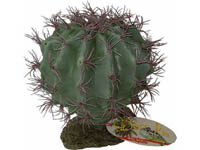 Melon Cactus 18cm