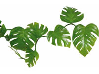 Philo Vine 200cm
