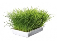 Biograss pro koťata