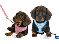 Postroj Puppy Soft