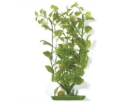 Rostlina Cardamine