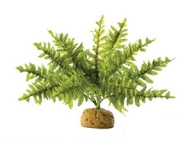 ExoTerra Boston Fern malý