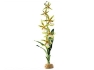 ExoTerra Spider Orchid