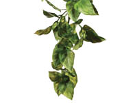 Rostlina plast Amapallo