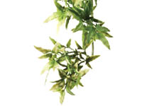 Rostlina plast Croton