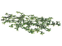 Rostlina plovouc� Duck Weed