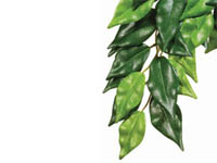 Rostlina textiln� Ficus
