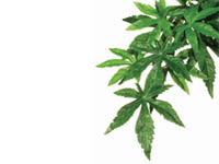 Rostlina textiln� Abuliton