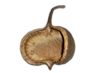 Dekorace Buddha Nut