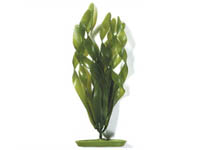 Rostlina Jungle Vallisneria
