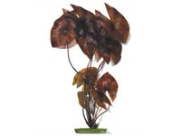 Rostlina Dwarf Lily 38cm