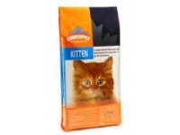 Chicopee Kitten