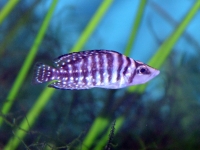 Pestřenec příčnopruhý (Altolamprologus calvus)
